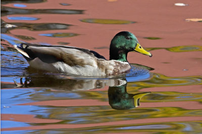 Mallard and fall reflections.jpg