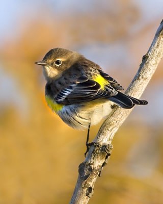 Fall Yellow-rumped Warbler.jpg