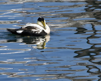Common Eider and Boat Reflections.jpg