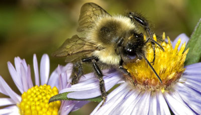 Bumblebee on Aster