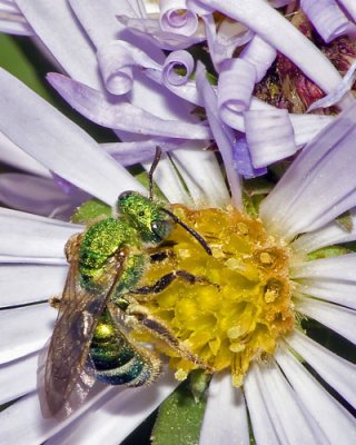 Green Metallic Bee on Aster.jpg