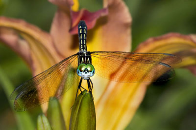 Dragonfly and Lily.jpg