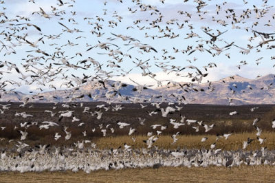 Snow Geese Landing at Bosque.jpg