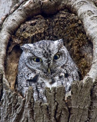 Screech Owl .jpg
