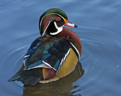 wood_duck_in_december