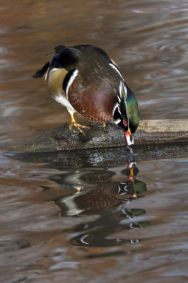 Wood duck on log .jpg