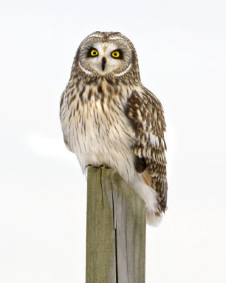 Short-eared Owl on Post.jpg