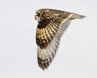 Short-eared Owl Flying Close.jpg