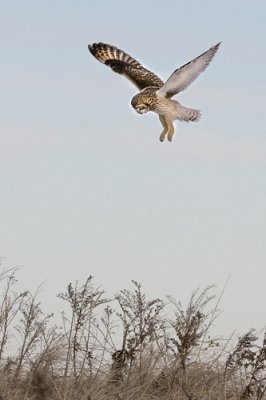 Short-eared Owl hovering 1.jpg