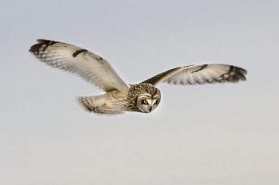 Short-eared Owl Looking Down.jpg