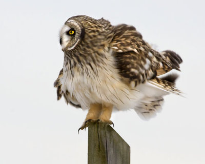 Short-eared Owl ruffled feathers.jpg