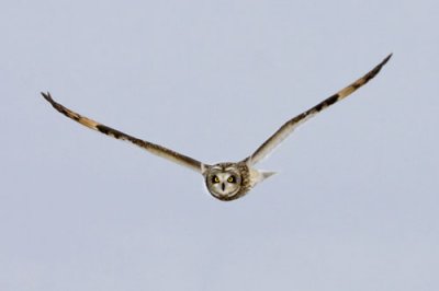 Short-eared Owl.jpg