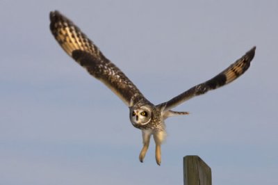 Short-eared Owl taking off.jpg