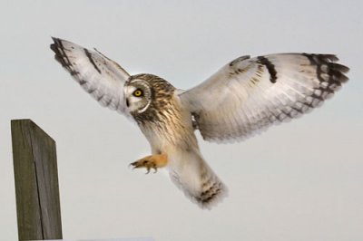 Short-eared Owl about to land.jpg