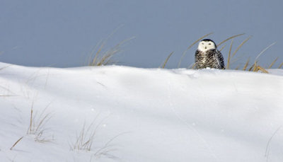 Snowy Owl in dunes.jpg