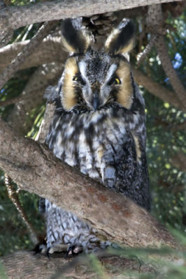 Long-eared Owl.jpg