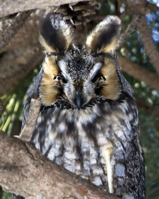 Long-eared Owl portrait.jpg