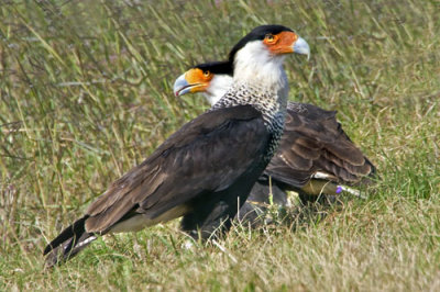 Caracaras in grass.jpg