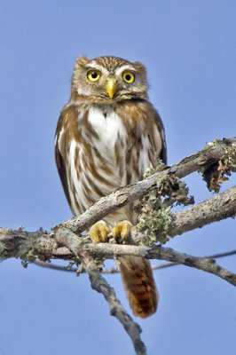 Ferruginous Pygmy Owl.jpg