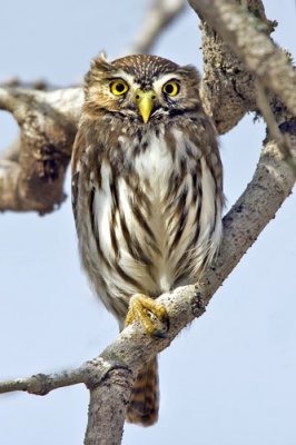 Ferruginous Pygmy Owl male.jpg