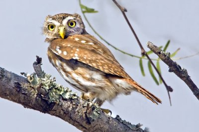 Ferruginous Pygmy Owl  female.jpg