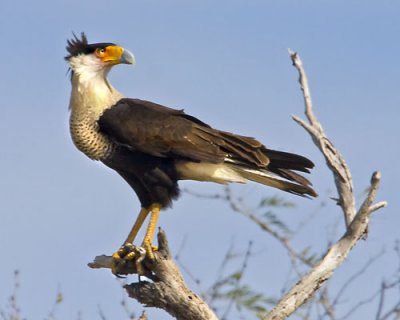 Caracara on limb.jpg