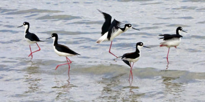 Black-necked Stilts moving.jpg