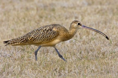 Long-billed Curlew with Bug.jpg