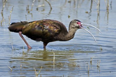 White-faced Ibis with fish.jpg