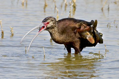 White-faced Ibis with fish 2.jpg