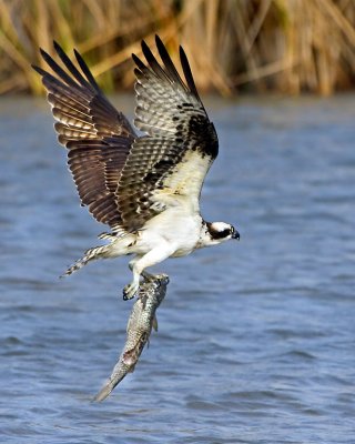 Osprey with fish.jpg