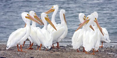 White Pelicans on shore.jpg