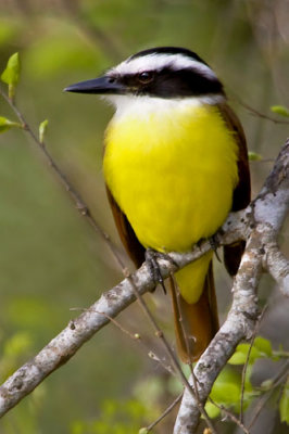 Great Kiskadee.jpg