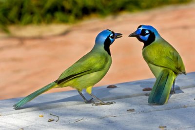 Green Jays talking.jpg