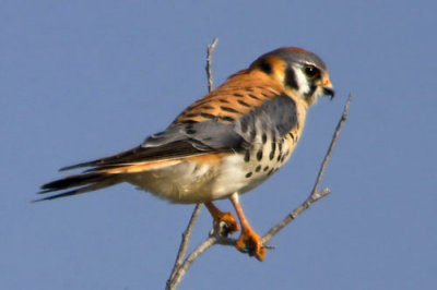 Kestral.jpg