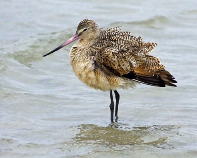 Marbled Godwit.jpg