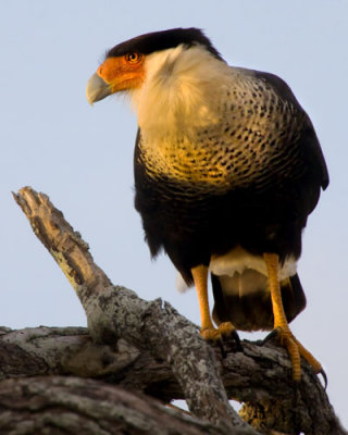 Caracara at dusk.jpg