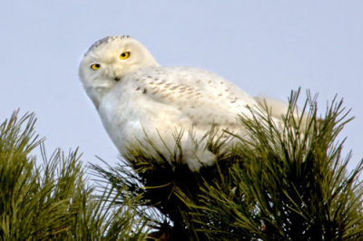 Snowy Owl on pine 1.jpg