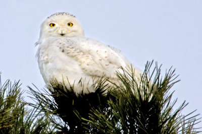 Snowy Owl on pine 2.jpg