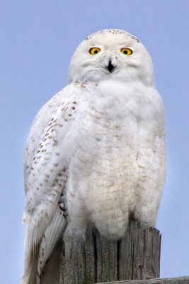 Snowy Owl on post.jpg