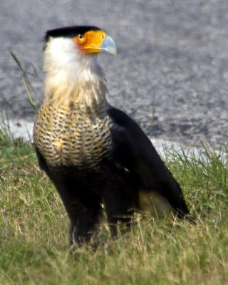 Caracara by road.jpg