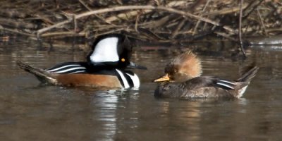 Hooded merg pair.jpg