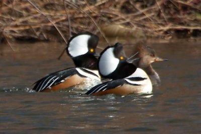 Hooded mergs with female 1.jpg