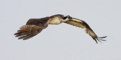Osprey in flight.jpg