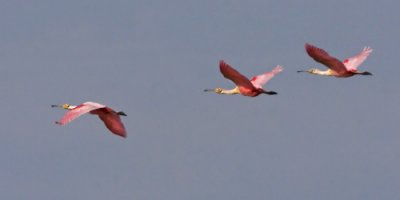 Roseate Spoonbills flying.jpg