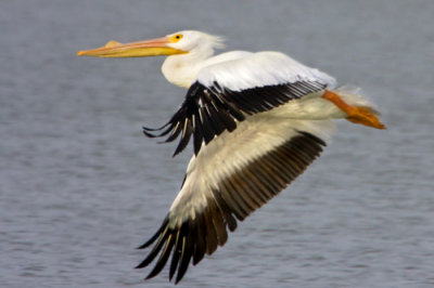White Pelican flying.jpg