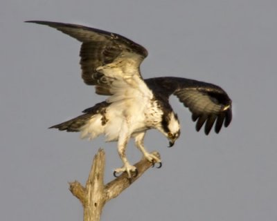Osprey spreading wings.jpg