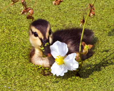 Mallard duckling and flower.jpg