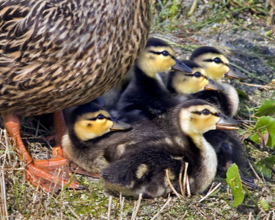 Mallard Ducklings.jpg
