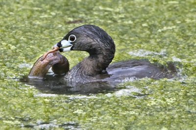 Pied billed Grebe with fish.jpg